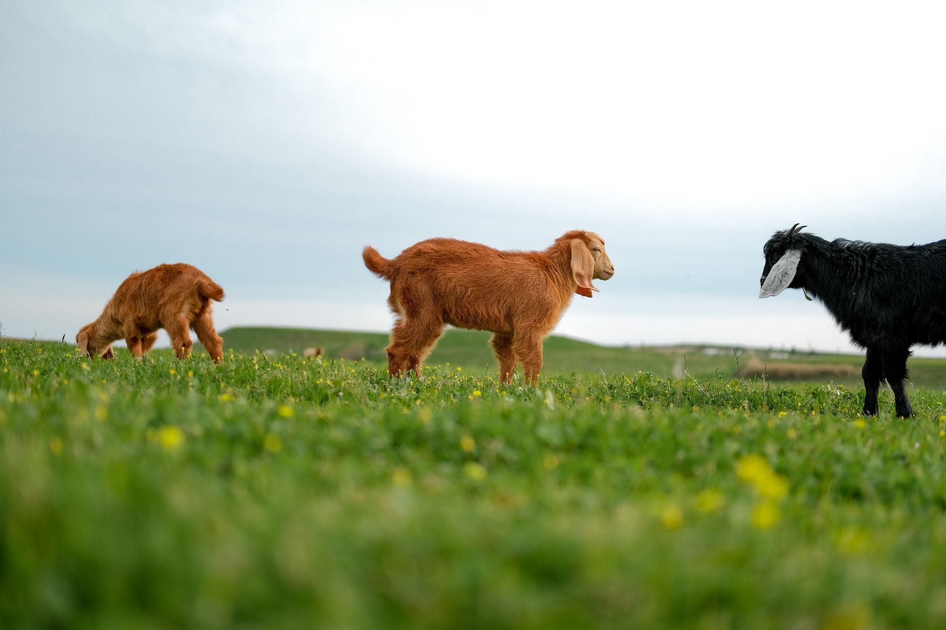 Three goats grazing together in an open green field