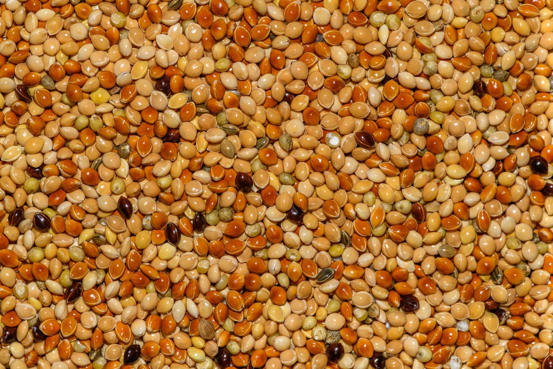 What Sorghum Actually Is
