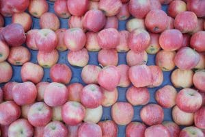 Can an Apple a Day Really Help You Lose Weight?