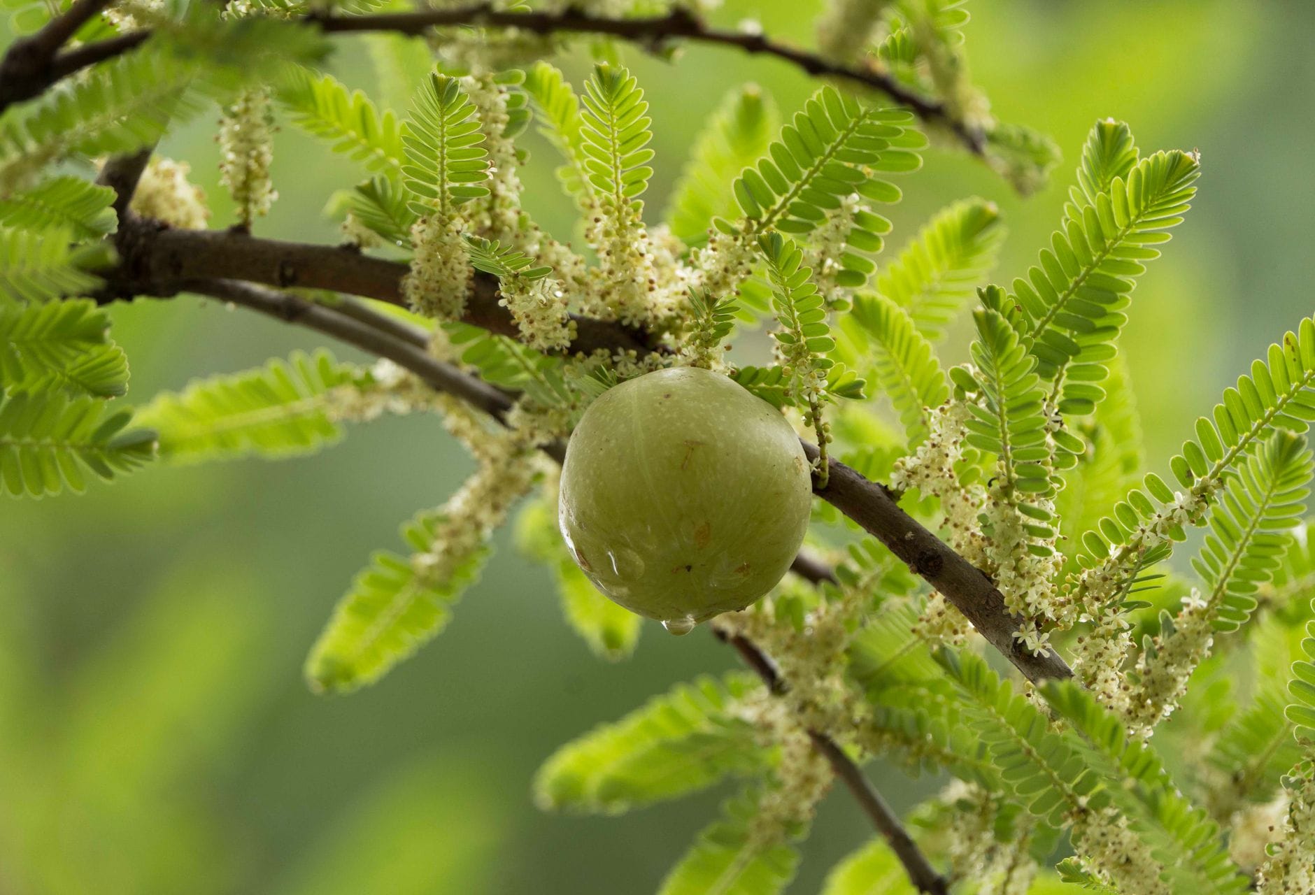 Amla, Barley Water, and Other Traditional Picks