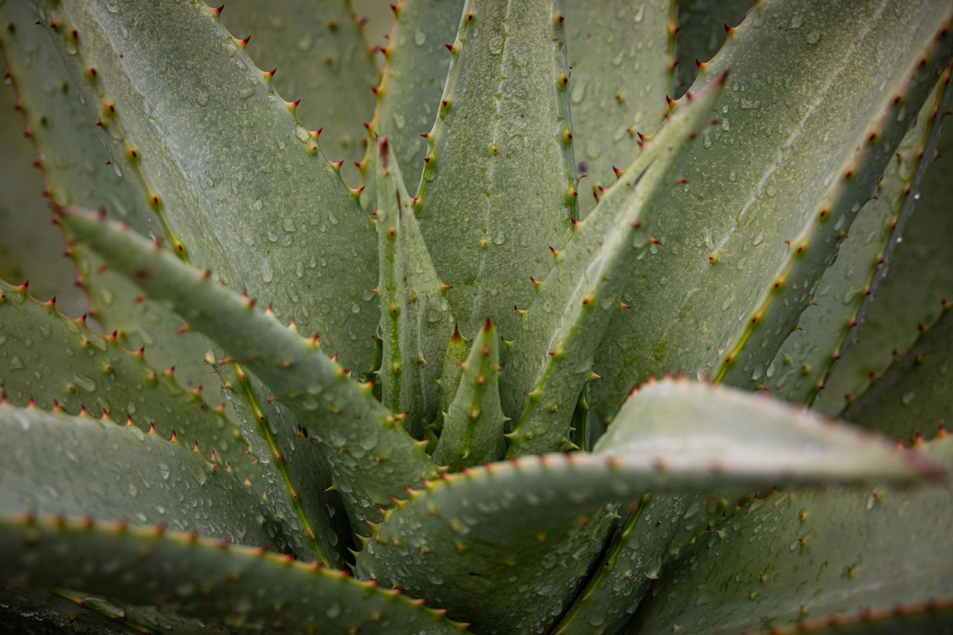 Aloe Vera