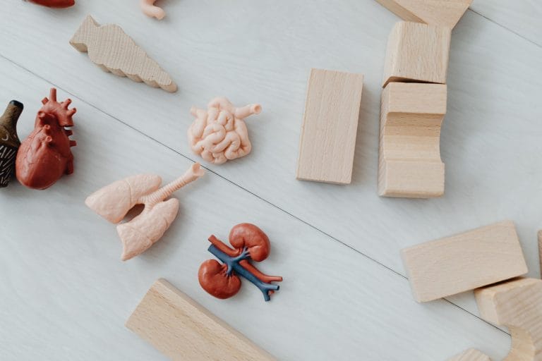 Can You Really Flush Your Kidneys Naturally? (Here's What Actually Helps)
