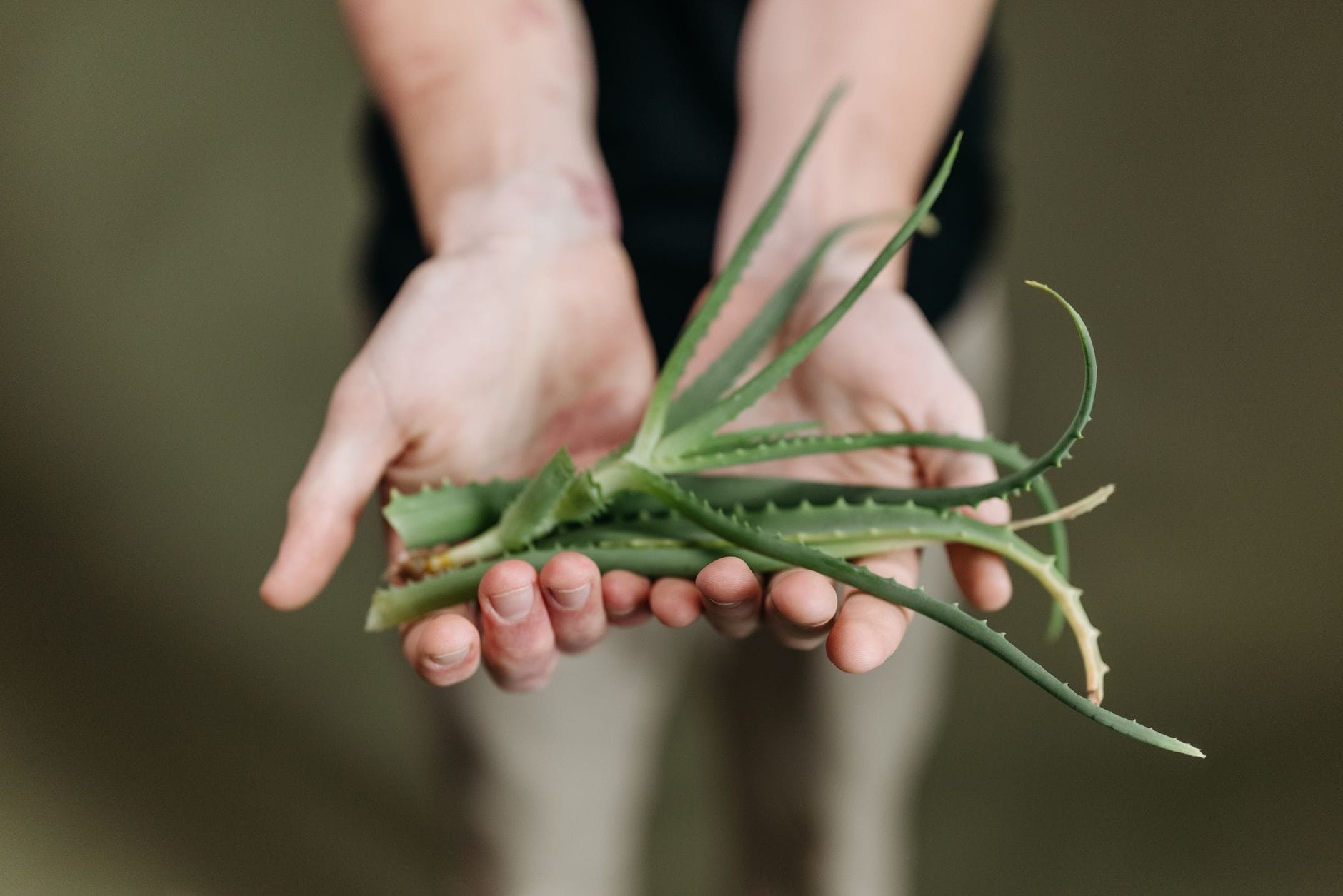 Aloe Vera Gel