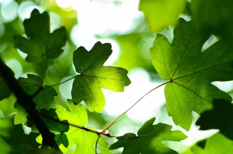 What Camphor Can Actually Do for Your Skin, Hair, and Aching Muscles