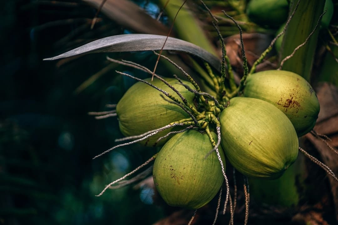 Coconut Water for Weight Loss — What It Actually Does (and What It Can't)