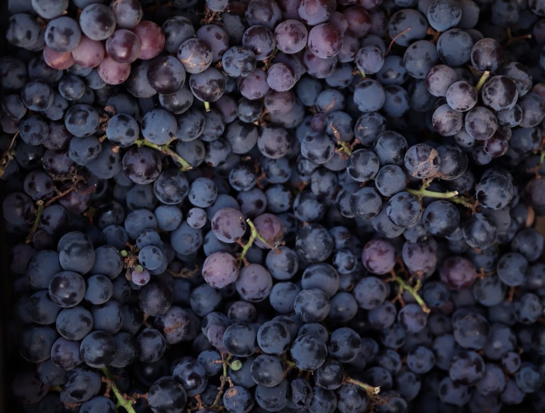 Close-up of dark purple wine grapes filling the frame, still on their stems
