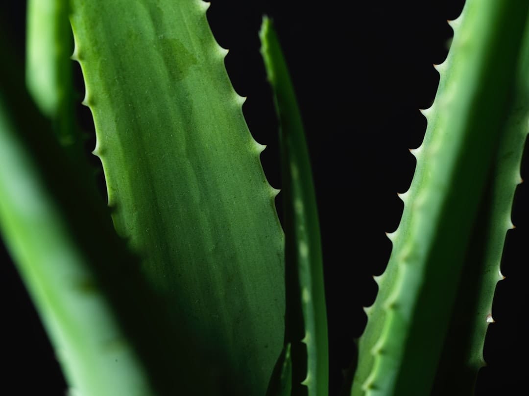 Aloe Vera and Rose Water