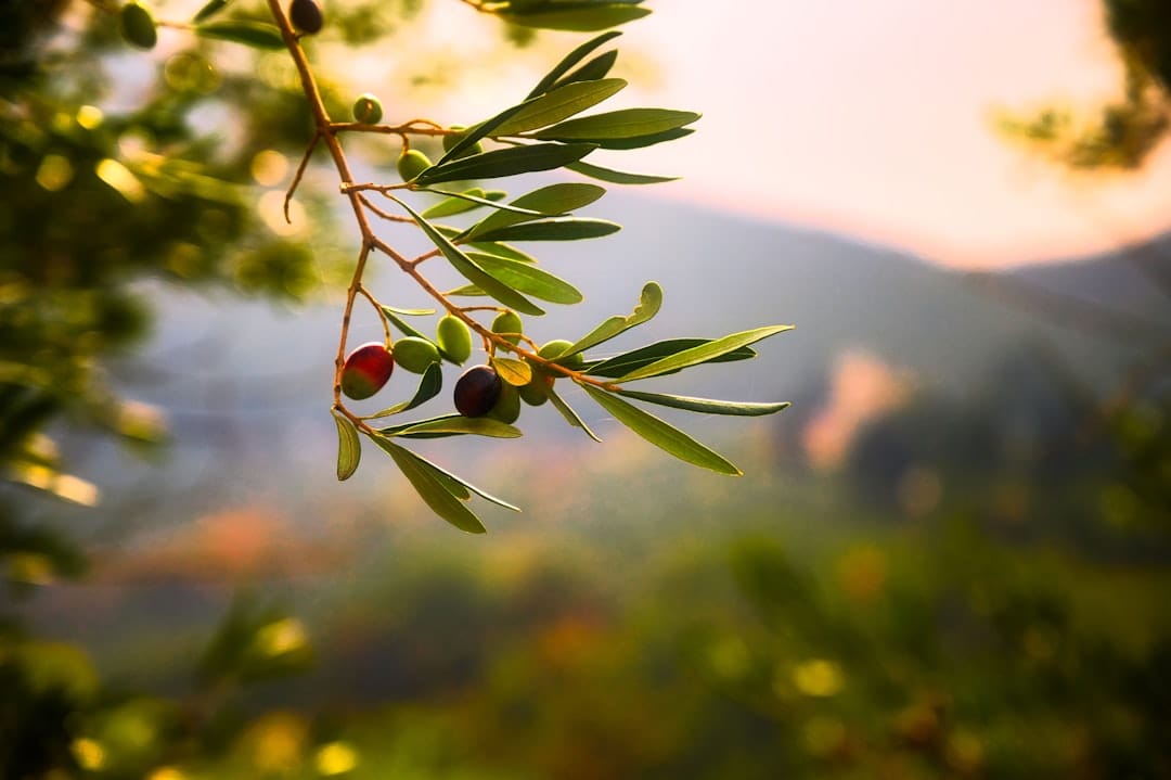 Can Olive Oil Really Cause Acne