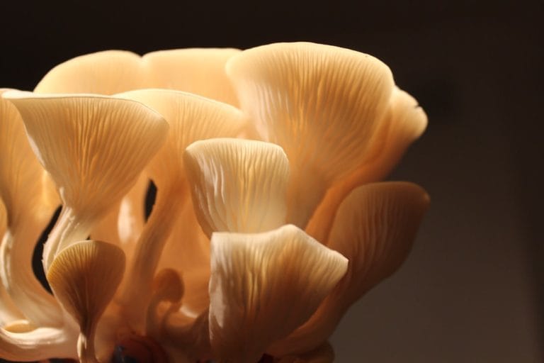 Why Oyster Mushrooms Might Be the Most Underrated Thing in the Produce Aisle (They're Not Even a Vegetable)