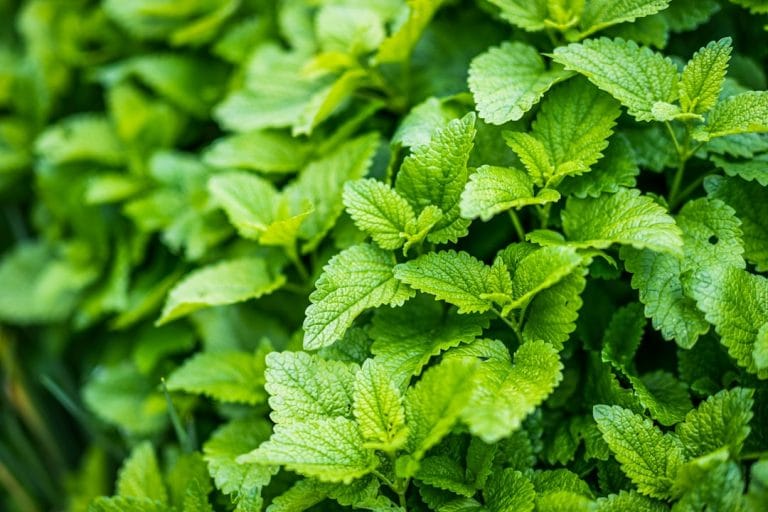 The Home Remedies That Actually Soothe a Herpes Outbreak (and What to Expect From Each)