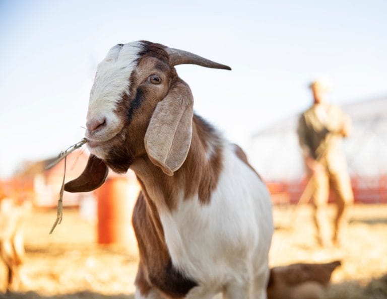 Why Goat Milk Soap Deserves a Spot in Your Shower (Yes, Really)