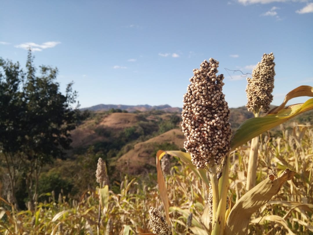 Why Sorghum Might Be the Most Underrated Gluten-Free Grain in Your Pantry