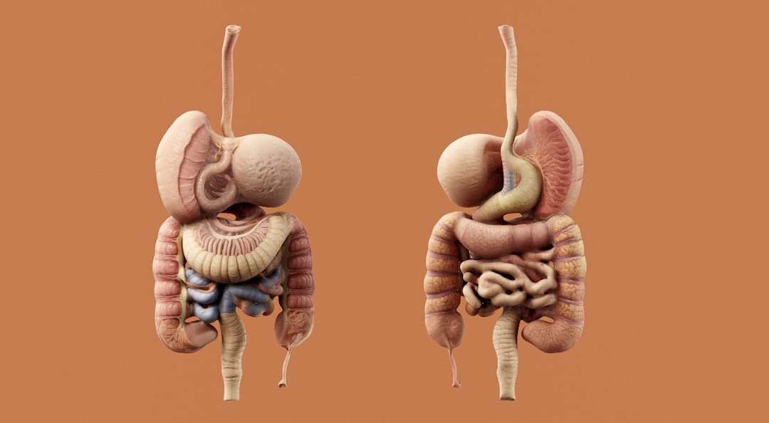 Gut Lining