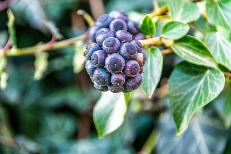 Turkey Berry Is the Bitter Little Green Fruit Half the World Calls a Weed