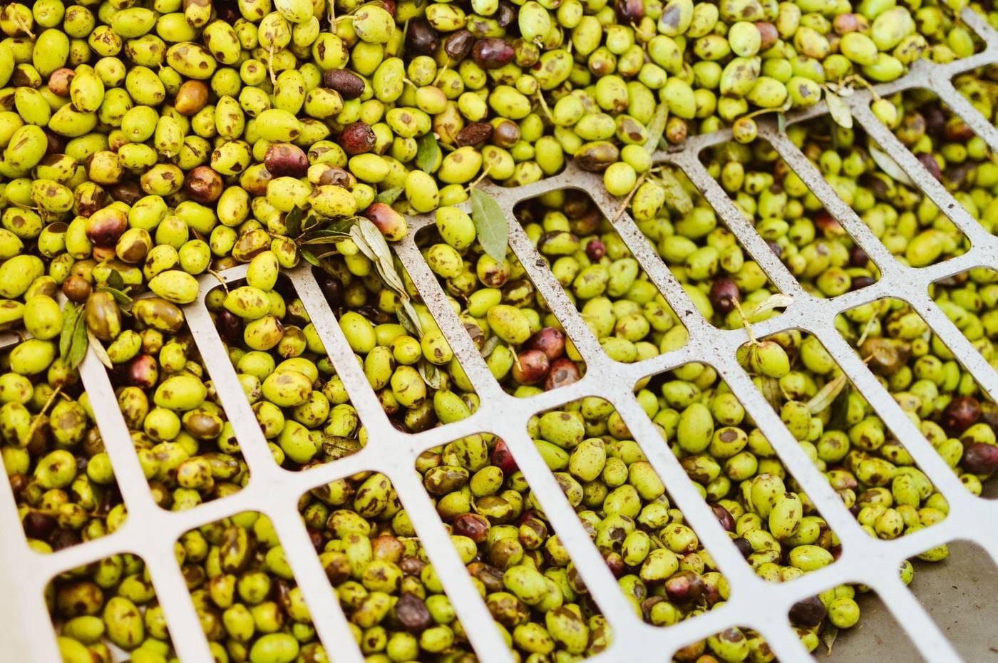 Freshly picked green olives with leaves resting on a white sorting grate