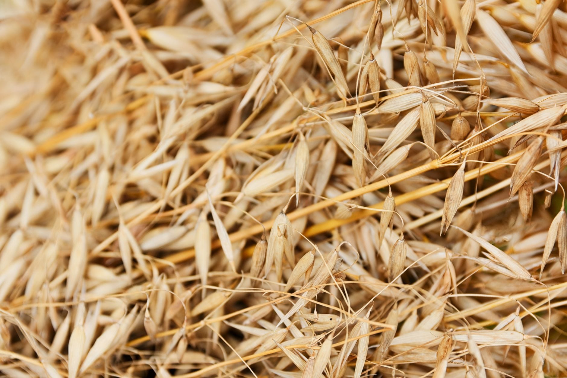 Whole Grains