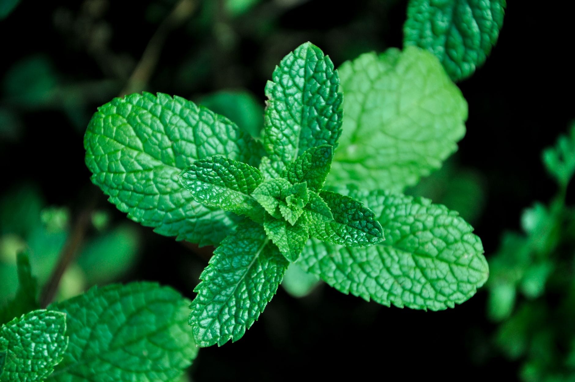 Cup of fresh spearmint tea beside green mint leaves on a table
