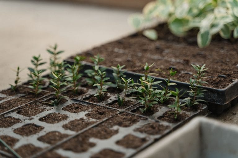 Microgreens Benefits: Nutrition, Uses & Growing Tips