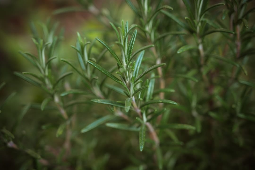 A Simple Homemade Muscle Rub