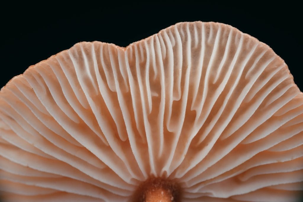 Lion’s Mane Mushroom: Benefits, Uses & Side Effects
