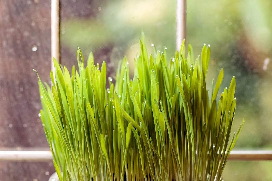 Growing Microgreens at Home