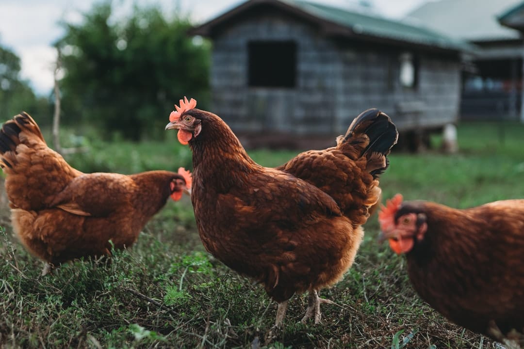 Why Brown Eggs Cost More