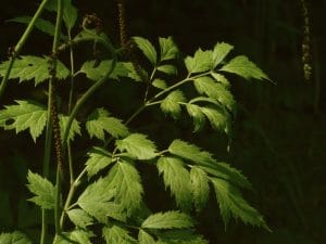 Black Cohosh Benefits and Side Effects Explained