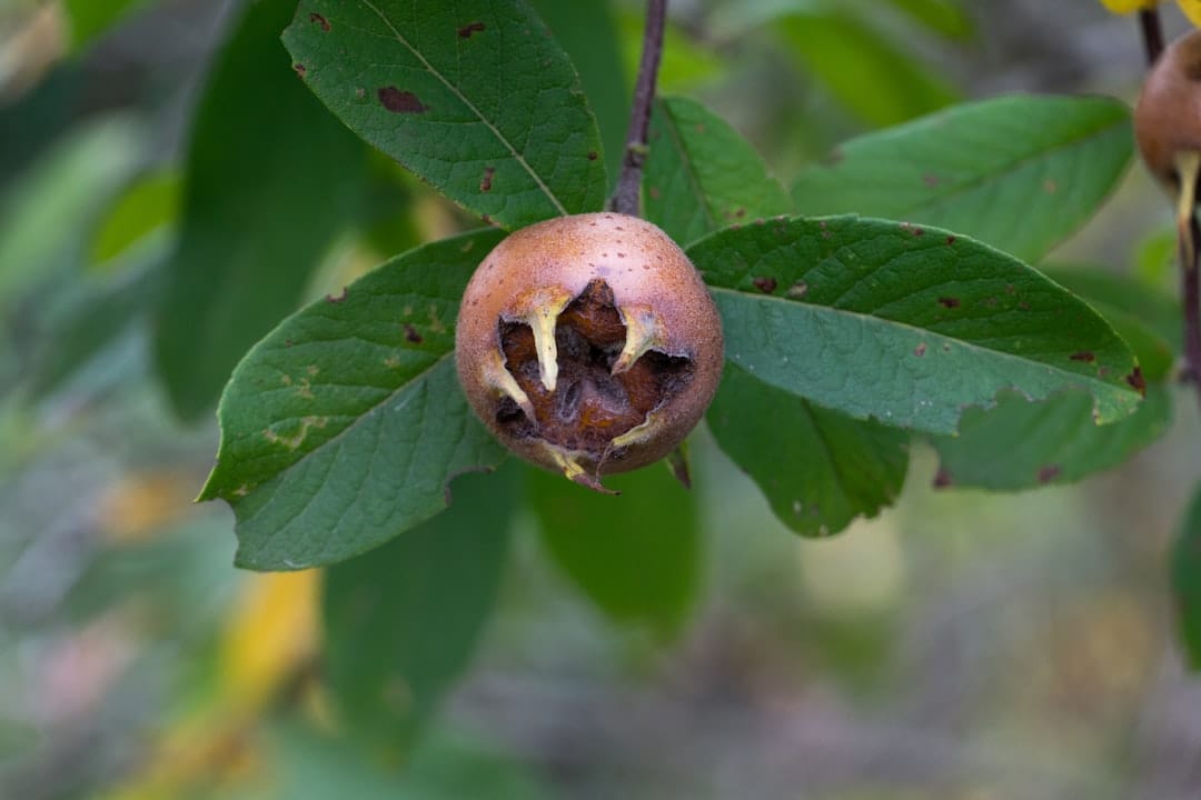 A single russet-brown medlar fruit on the branch, its open crown ringed by dried sepals