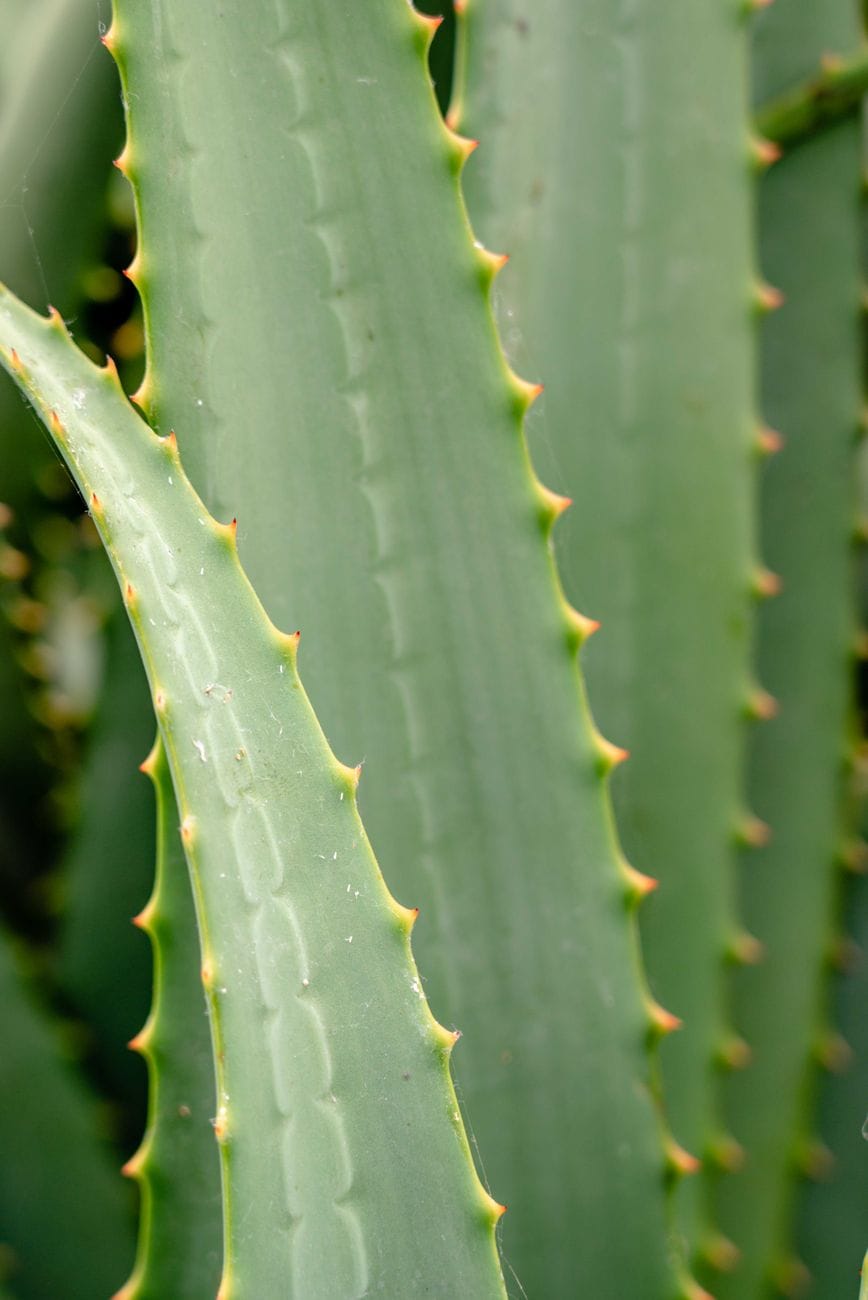 Close-up of thick green aloe leaves with small orange-tipped teeth along the edges