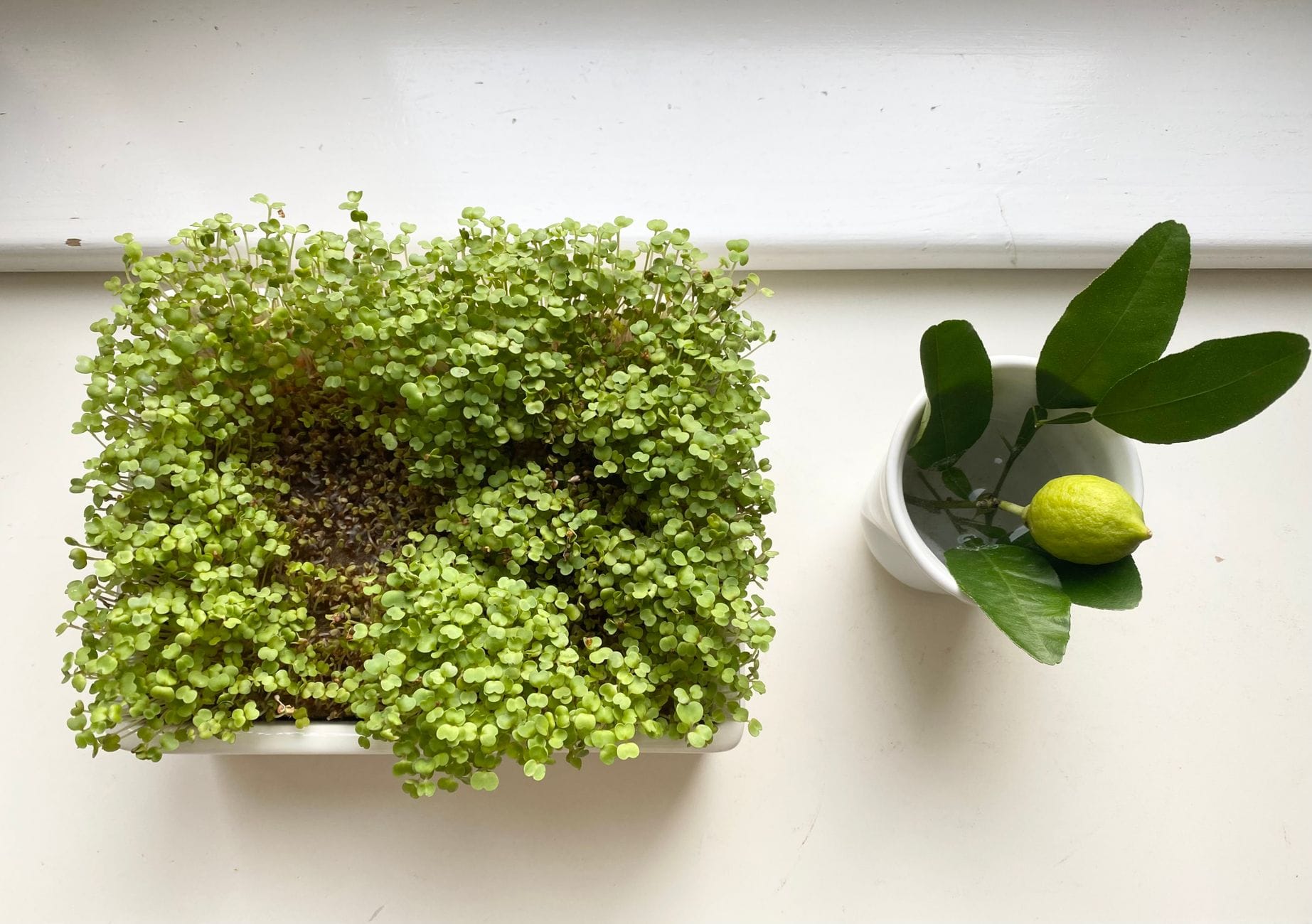 Tray of dense green microgreens growing on a windowsill beside a lemon