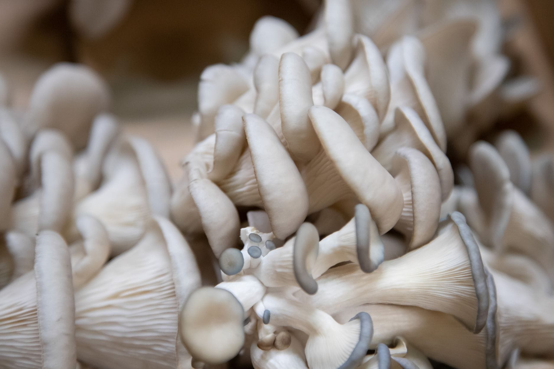 Dense cluster of pale oyster mushrooms with a few small blue-gray caps growing among them