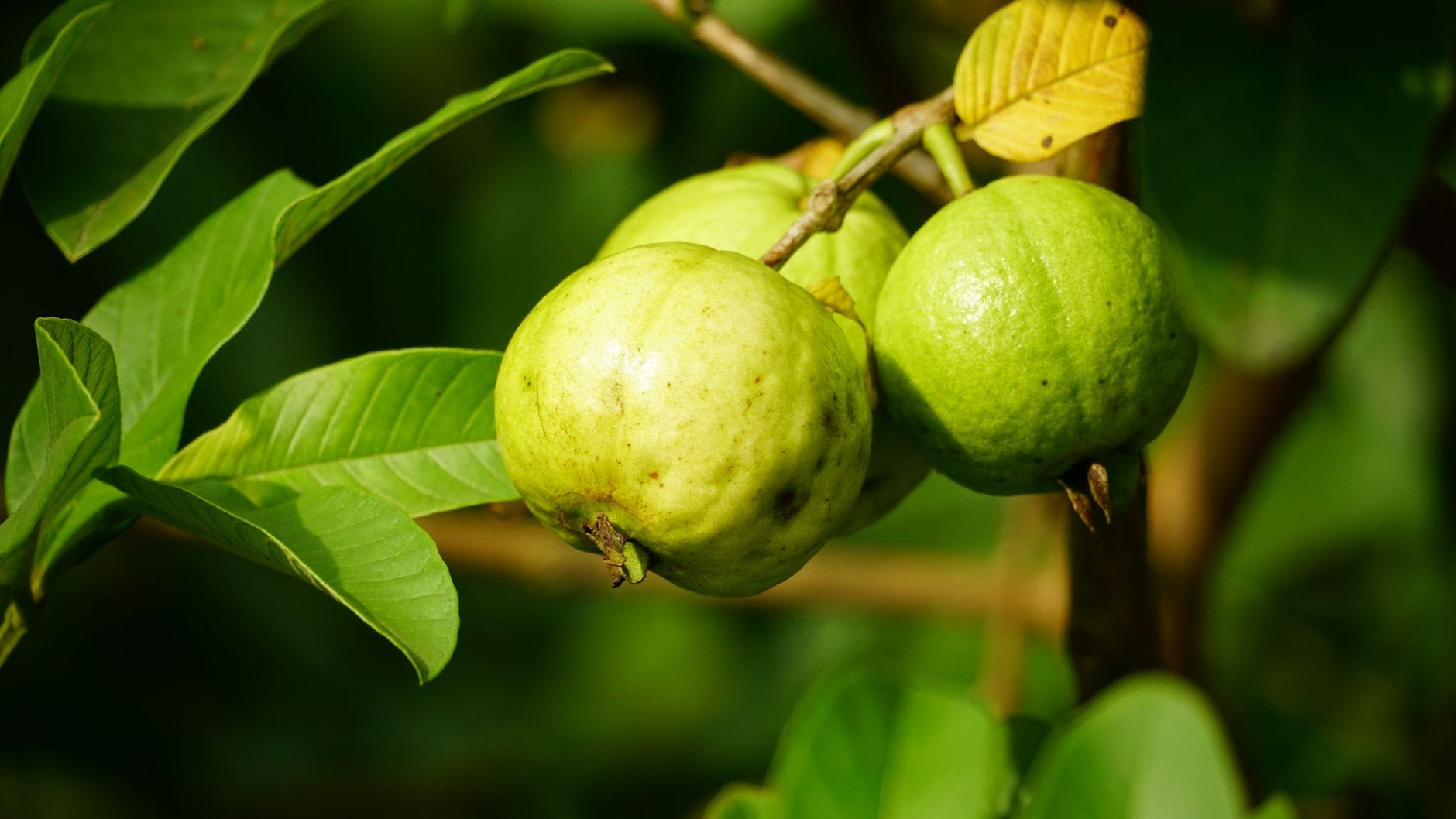 Green guava fruits hanging from a branch among broad oval guava leaves
