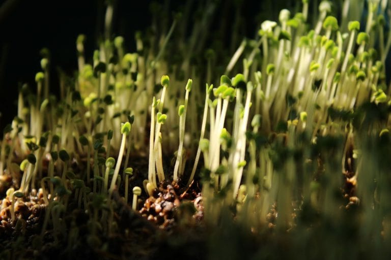 Dense stand of microgreen seedlings at the two-leaf stage