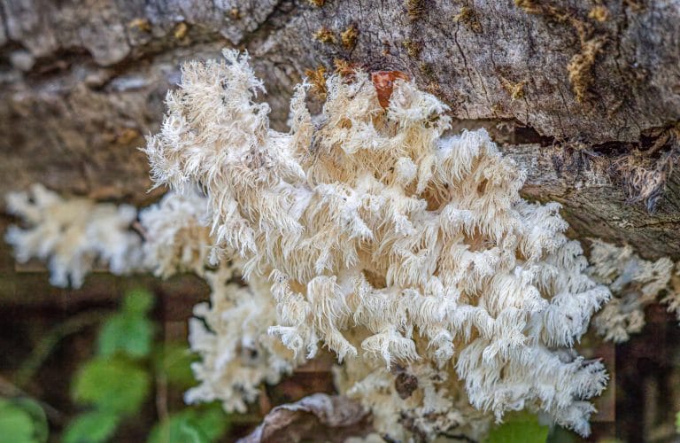 White toothed Hericium erinaceus fungus with cascading spines on a fallen log