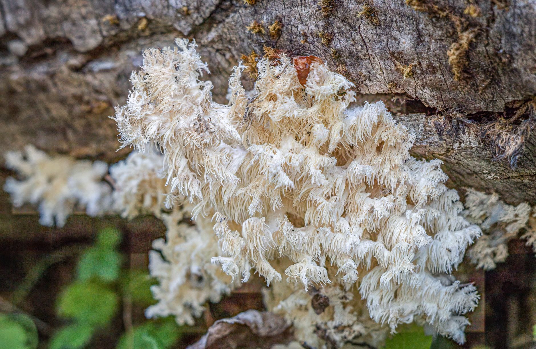 White toothed Hericium erinaceus fungus with cascading spines on a fallen log