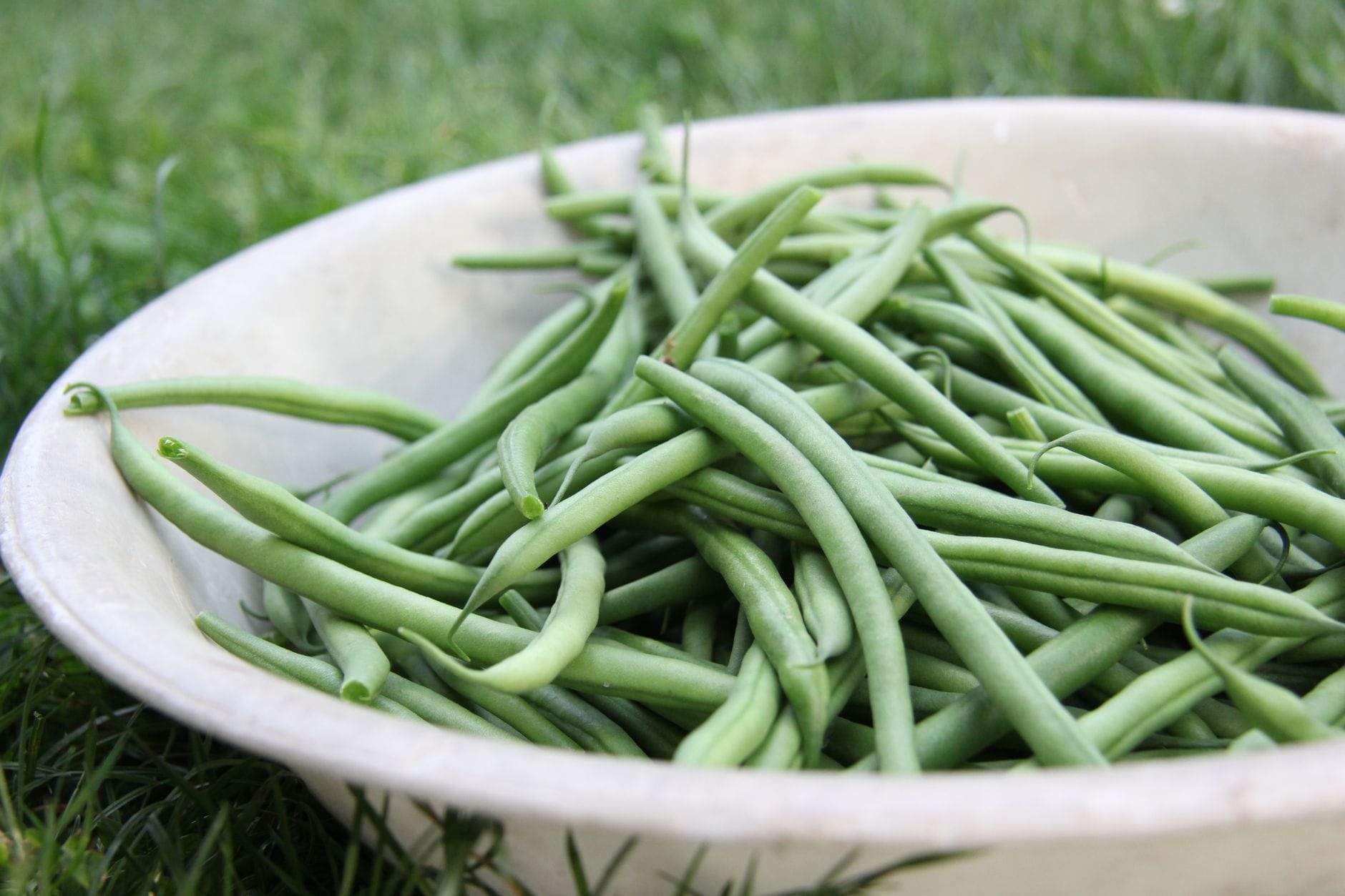 Freshly picked green beans heaped in a shallow white bowl on grass