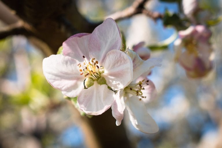 Close-up of pink-tinged white apple blossom open on a branch, with more blossom and blue sky blurred behind it