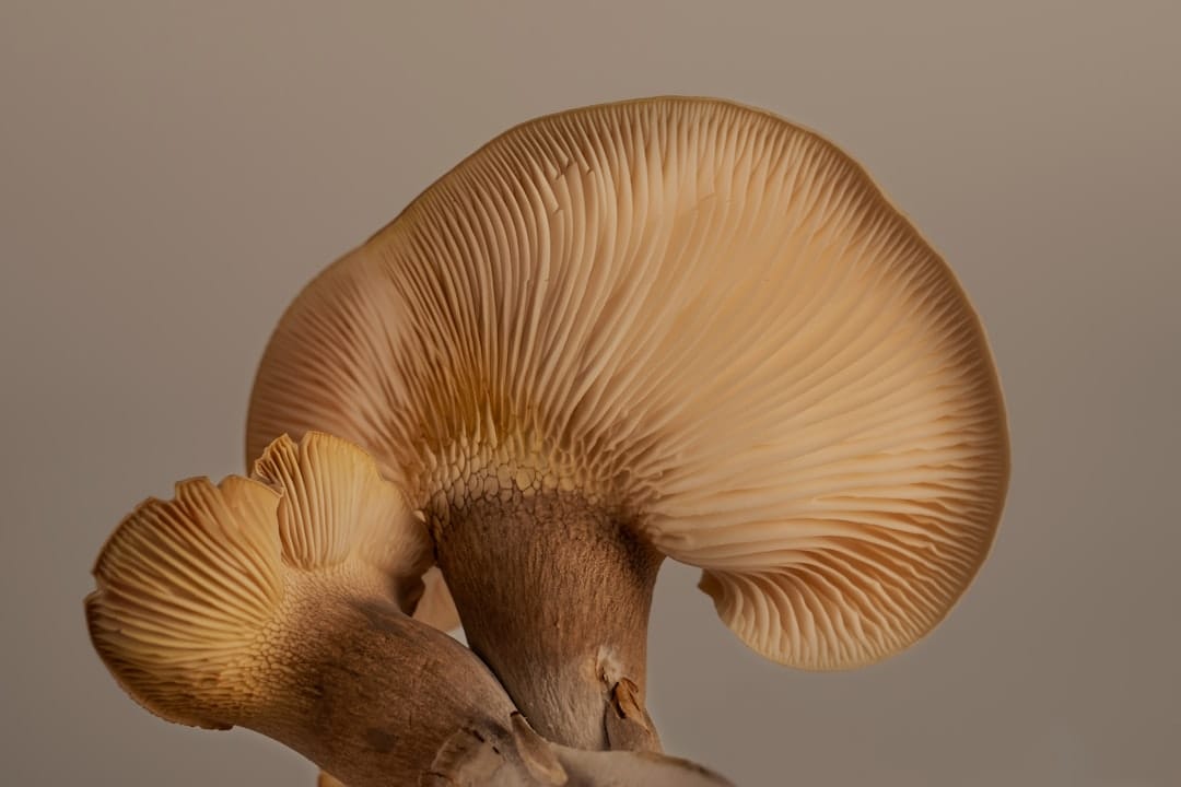 Underside of a tan oyster mushroom showing its fan of gills curving down to a thick stem