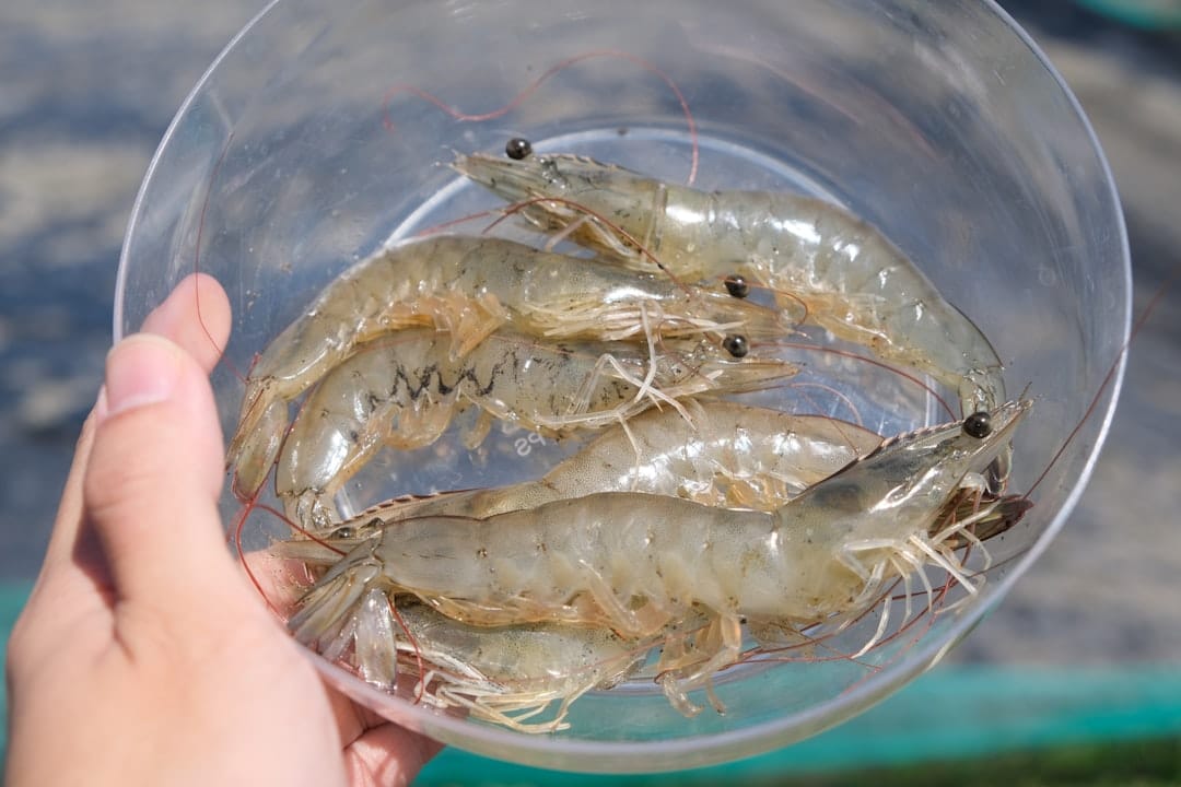 A hand holding a clear plastic bowl of raw whole shrimp
