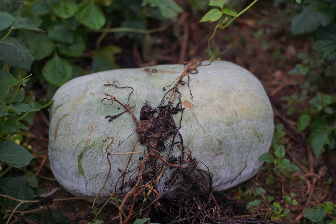 Large pale gourd coated in chalky white waxy bloom among vine leaves