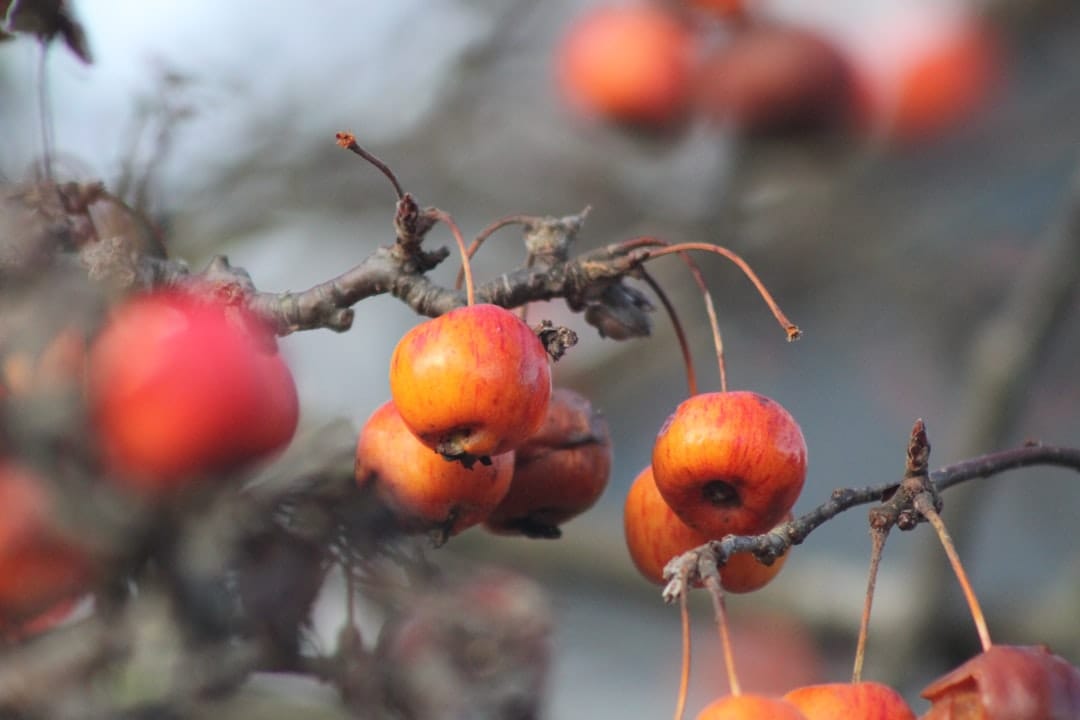 Clusters of small orange-red crab apples hanging on a bare winter branch