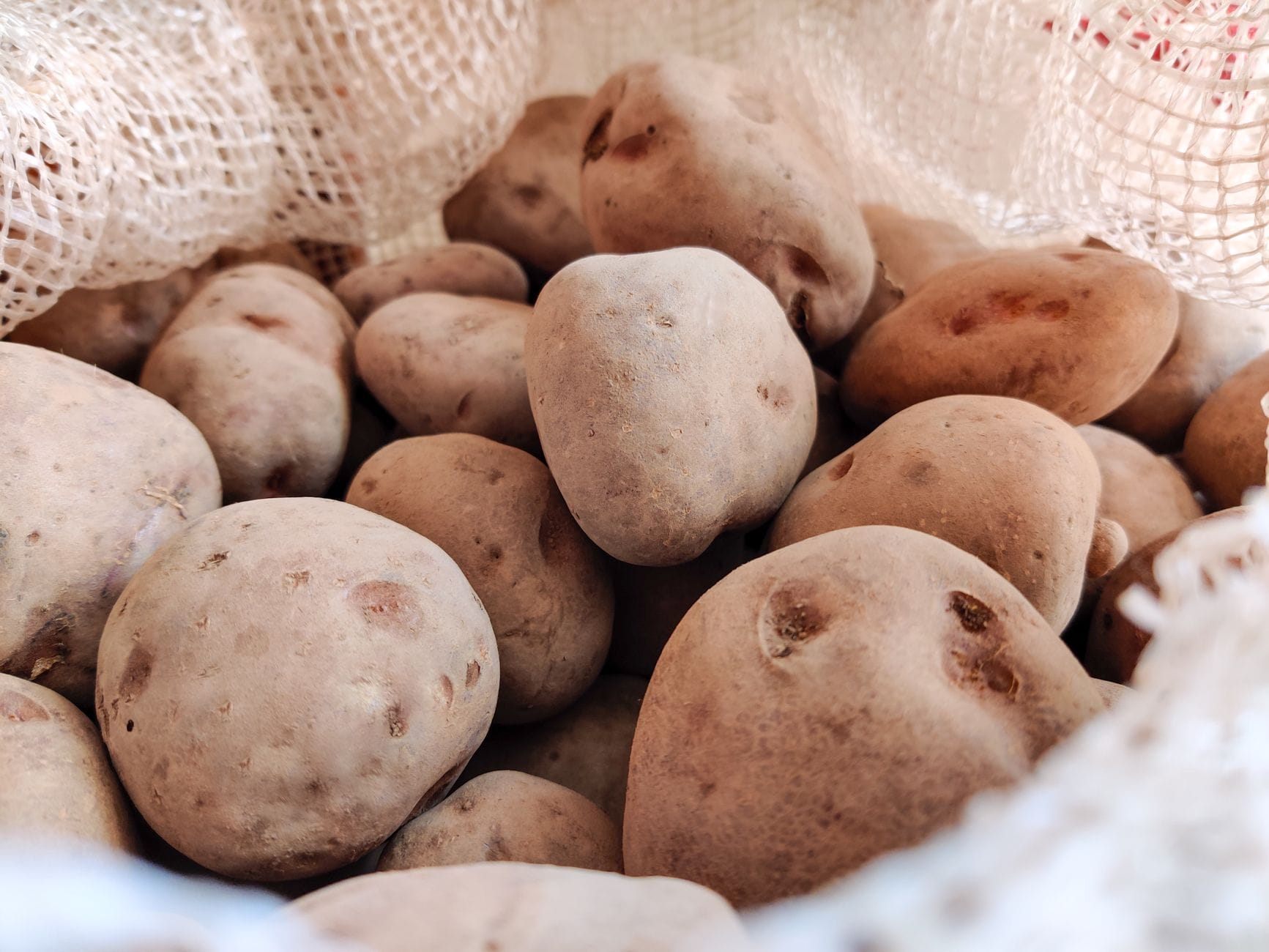 Unwashed potatoes inside an open white mesh sack