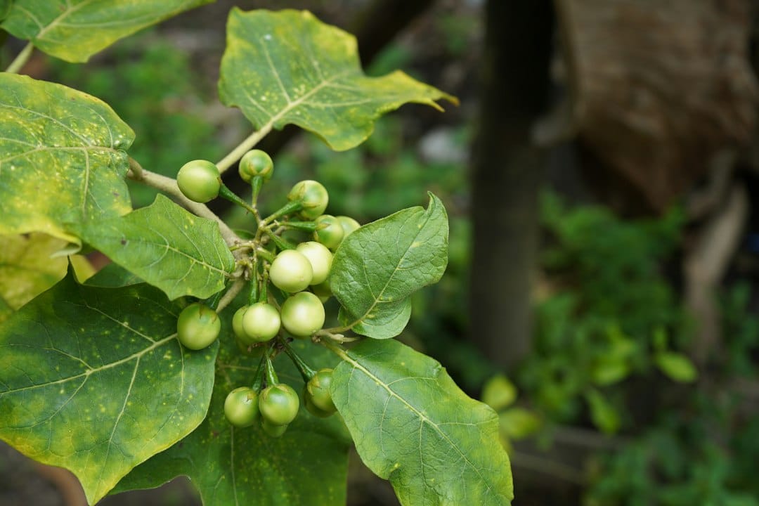 Cluster of unripe green turkey berries growing among broad leaves on a Solanum torvum plant