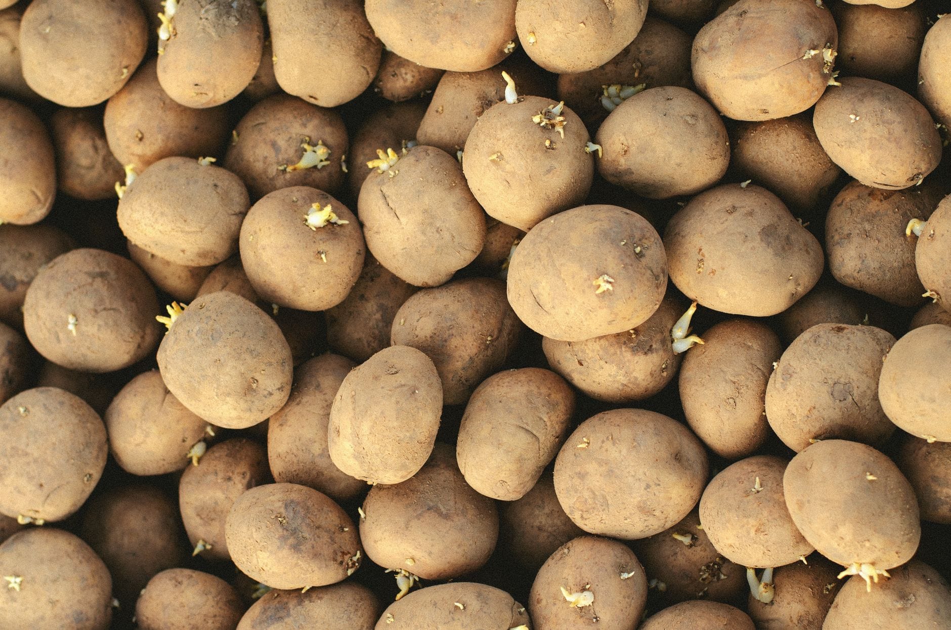 Pile of brown potatoes with small pale sprouts emerging from the eyes