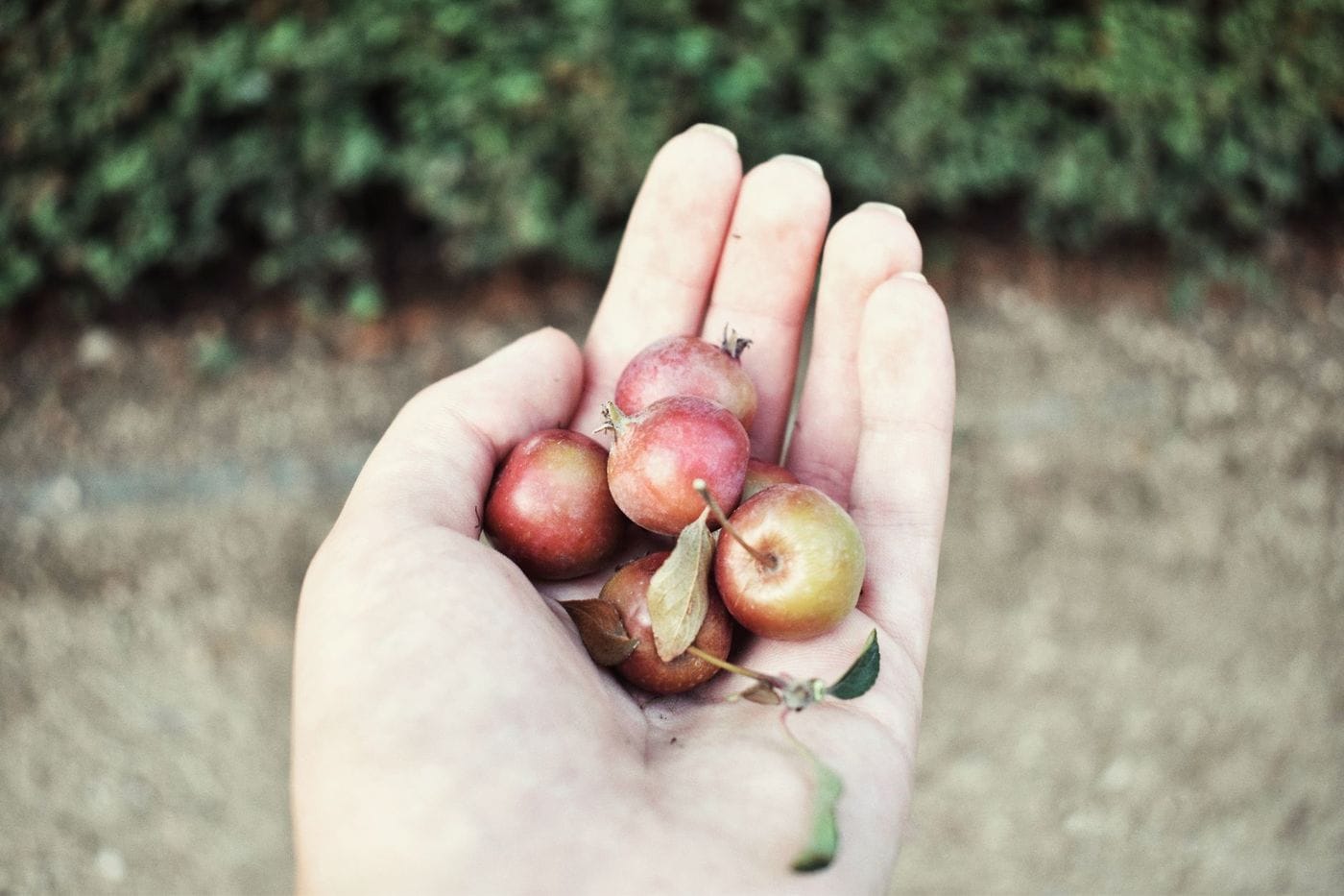 A palm holding five small red and yellow crab apples, showing how little they are next to a hand