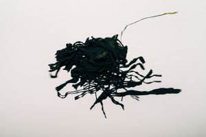 Sea Moss Side Effects: Is It Bad for Your Thyroid?