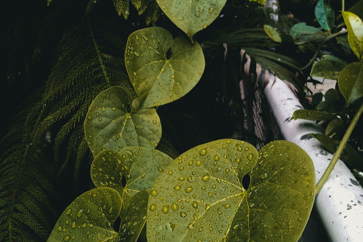 Heart-shaped leaves of a Tinospora cordifolia vine covered in raindrops, growing beside ferns