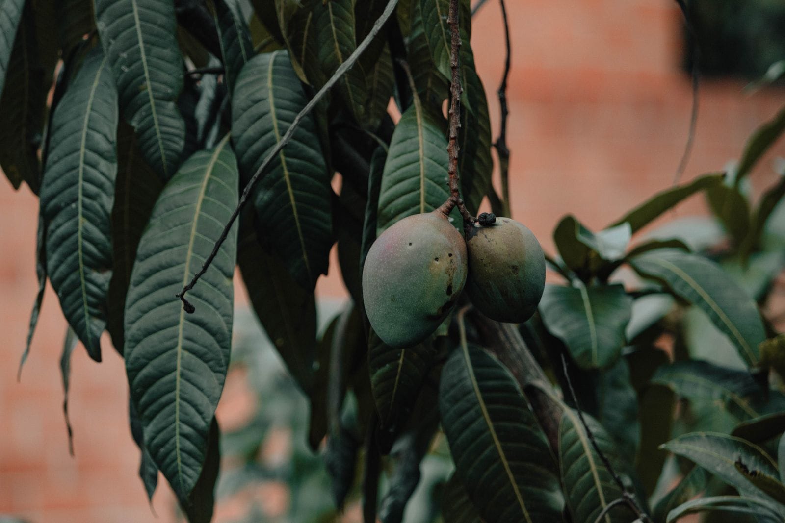 Two green mangoes hanging from a branch among the long narrow dark green leaves of a mango tree