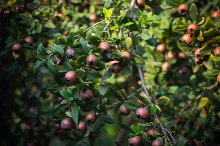 A medlar tree heavy with russet-brown fruit, each one showing the open crown of dried sepals at its tip