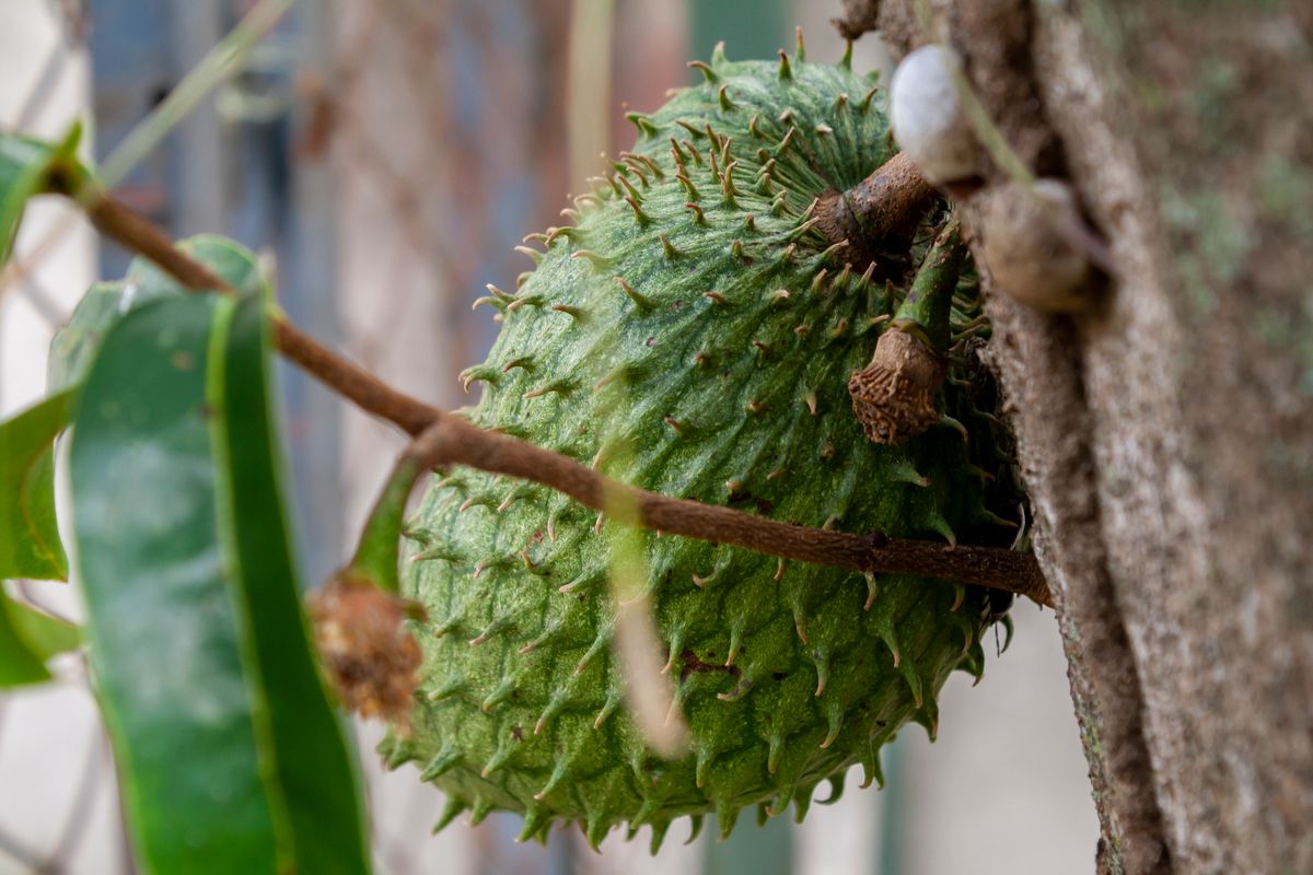 Young green soursop fruit with soft spines hanging on the tree, with the glossy dark leaves beside it